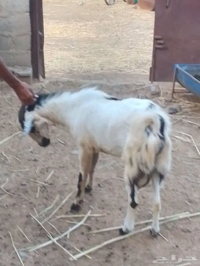 فحل للبيع سنه ماهو كبير 2