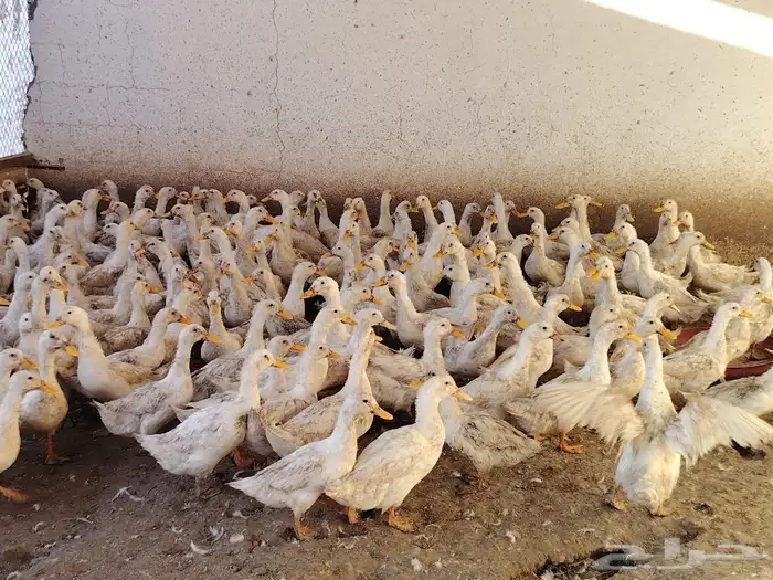 بط بكيني فرنساوي بشاير 2