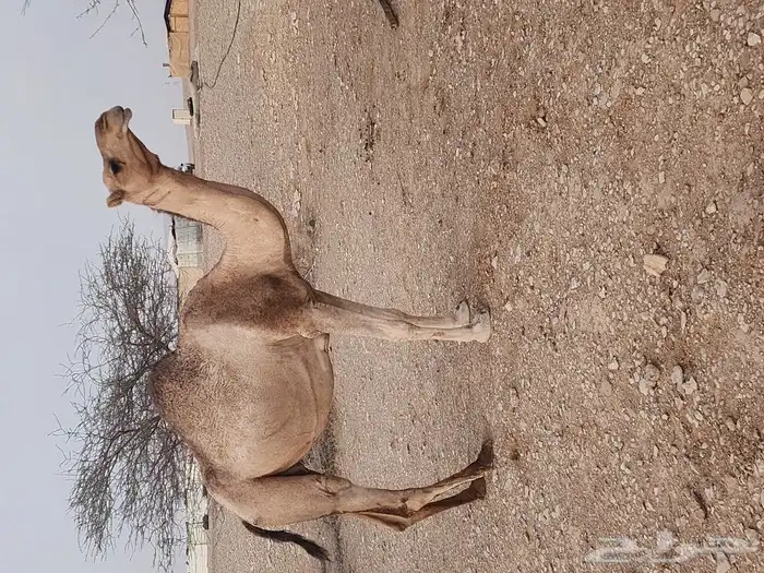 الرياض صلبوخ 3