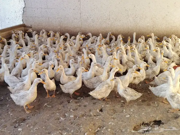 بط بكيني فرنساوي بشاير 1