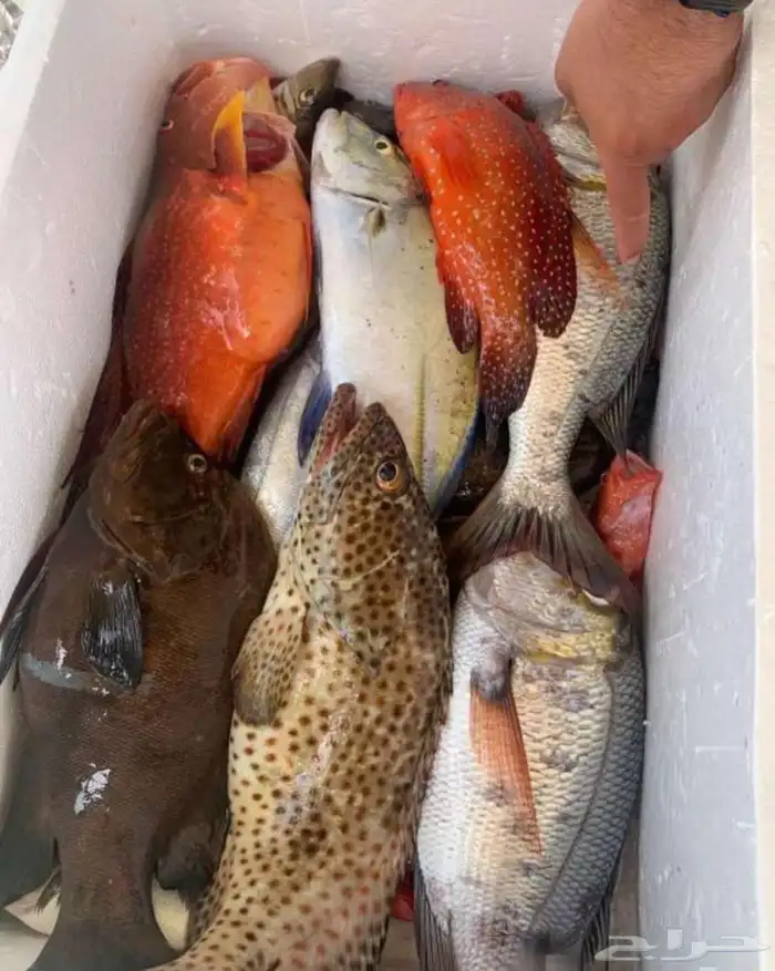 رحلات بحريه صيد وسباحه ونزهه ( شباب وبنات وعوائل) 8