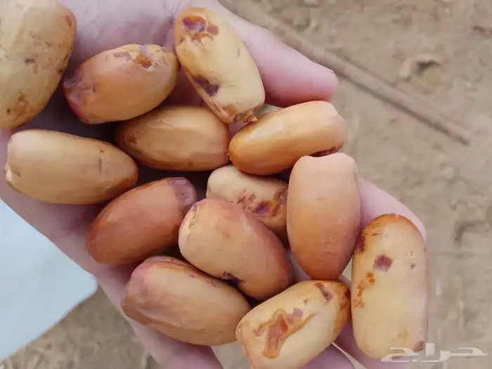 يوجد غرايس نخل بياض نجران كفو 1