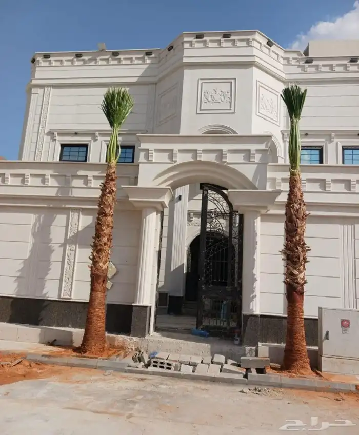 نخل واشنطن للبيع 1