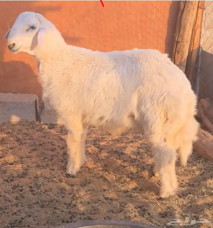 للبيع خروف حري له 5 شهور او تنقص 5 أيام 0
