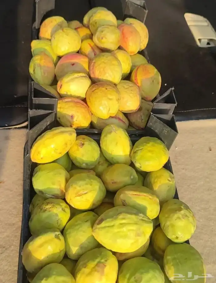 لوز ذهب 1