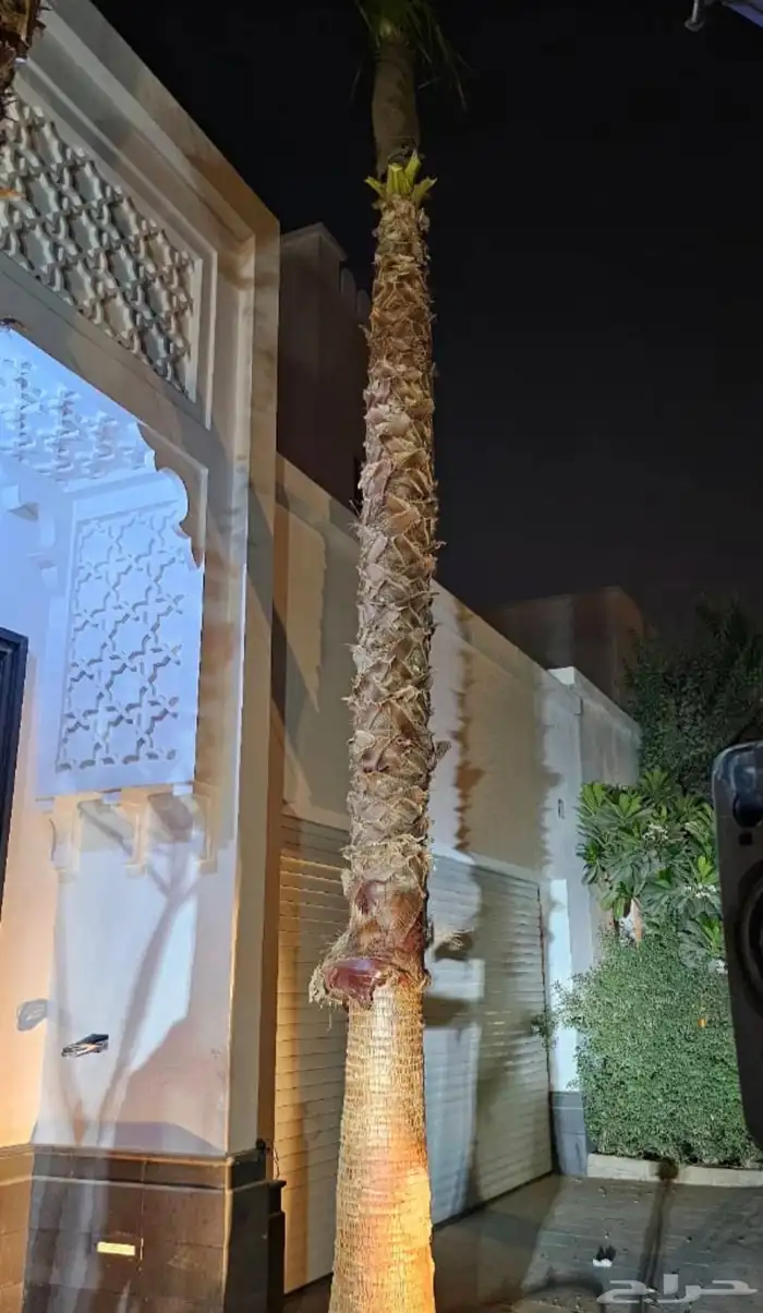 نخل واشنطن للبيع 8