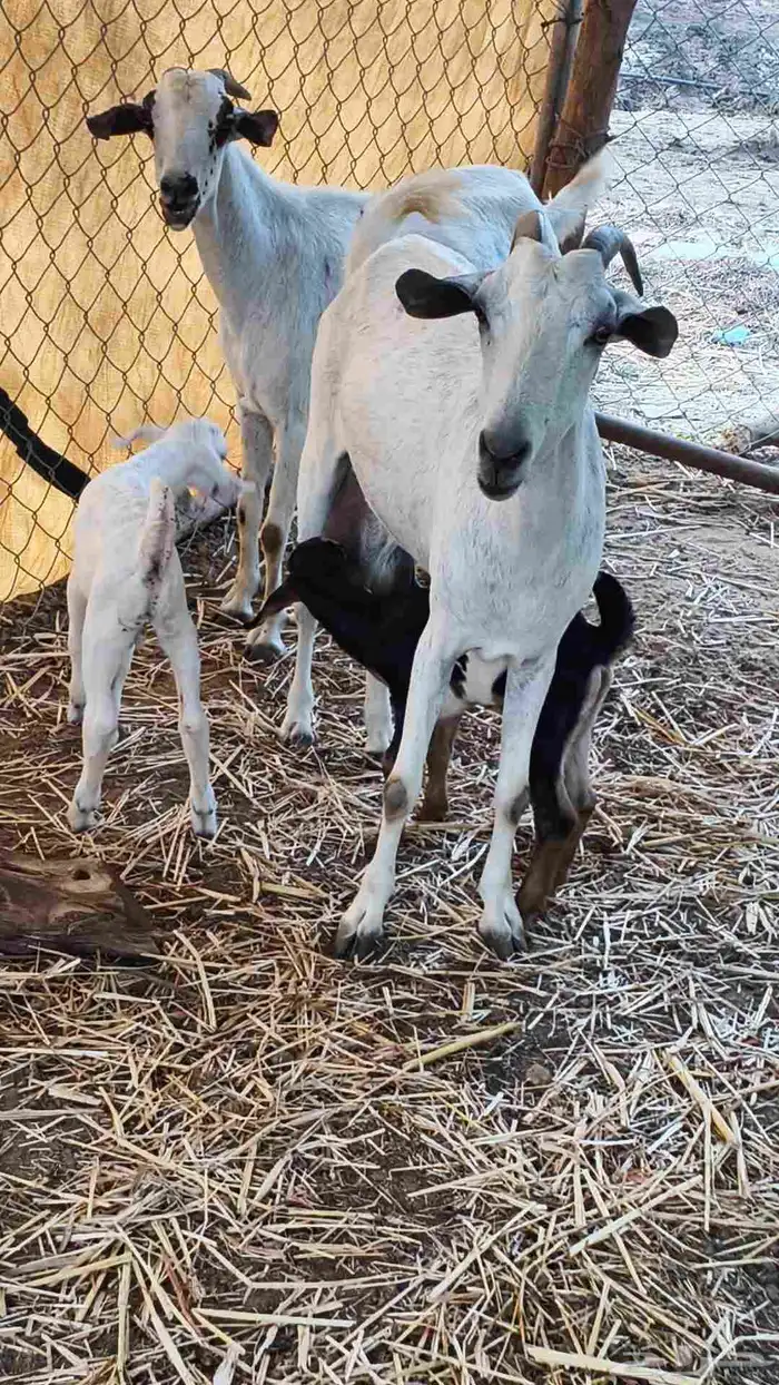 معنا غنم مناتيج وقرايب 6