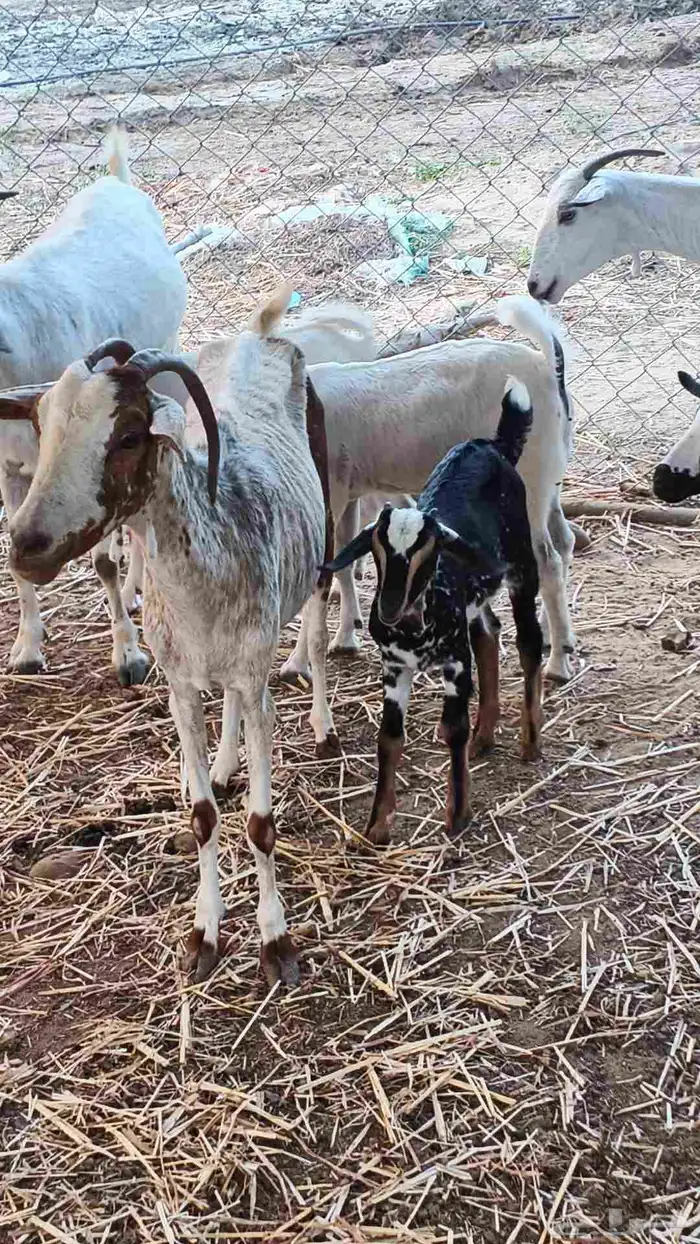 معنا غنم مناتيج وقرايب 4