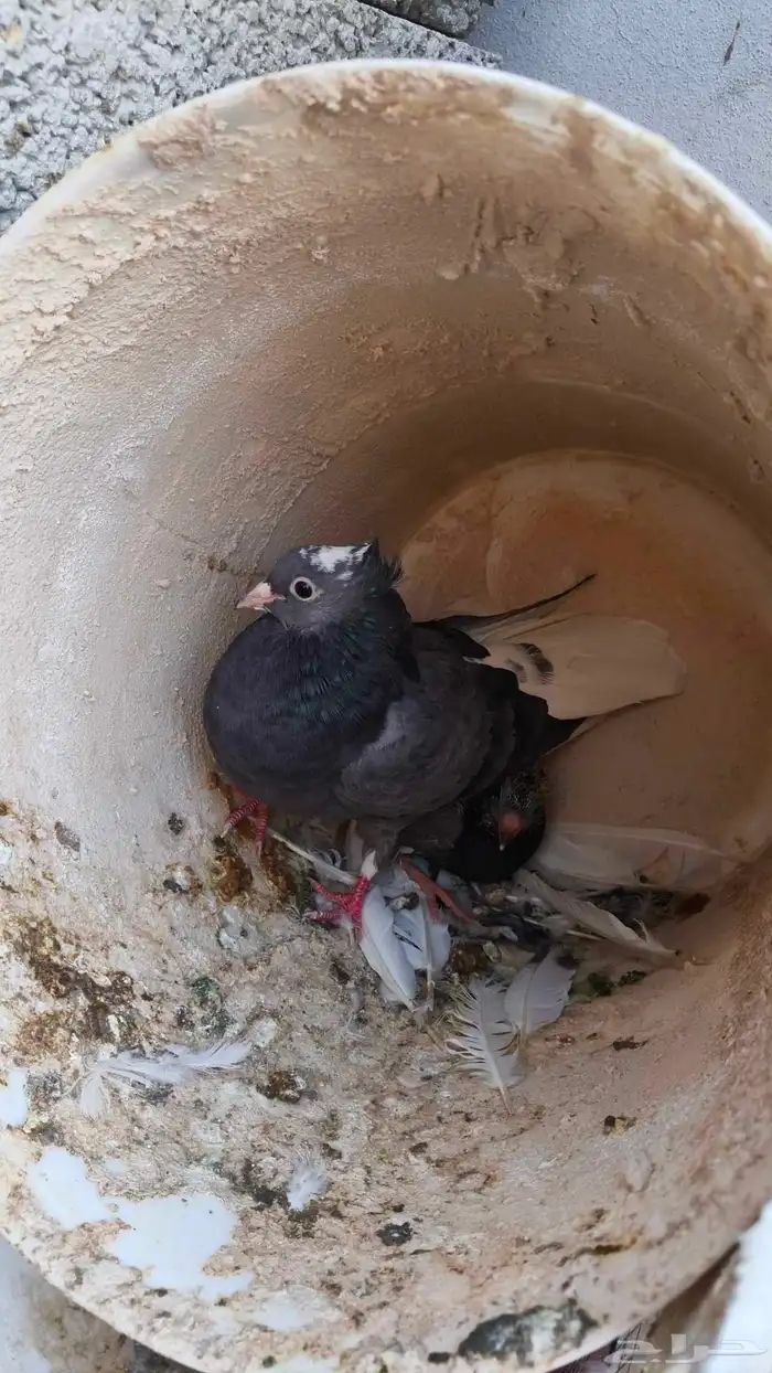 حمام قطايف قلاب 1