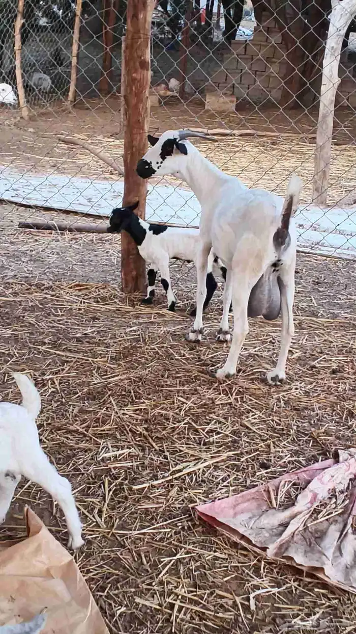 معنا غنم مناتيج وقرايب 2