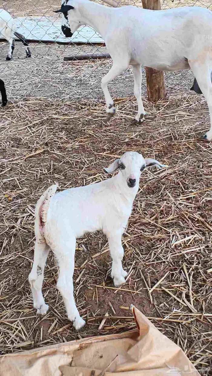 معنا غنم مناتيج وقرايب 5