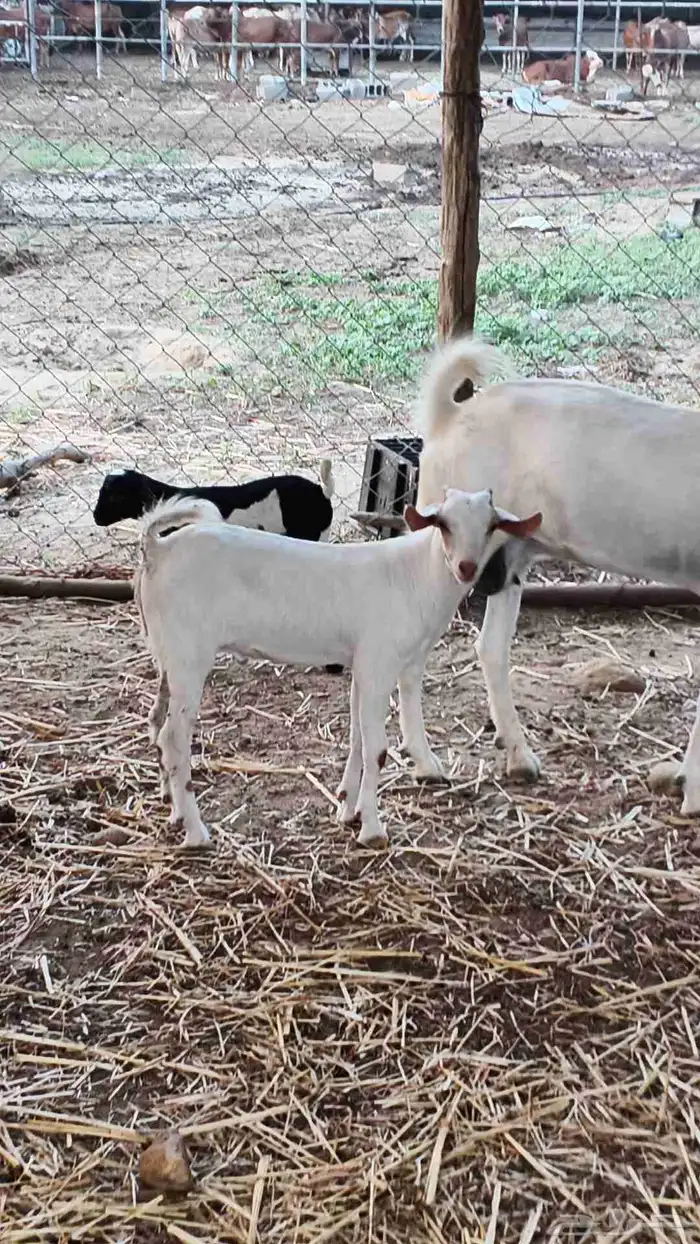 معنا غنم مناتيج وقرايب 7