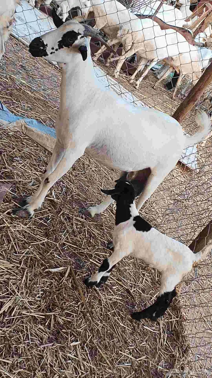 معنا غنم مناتيج وقرايب 0