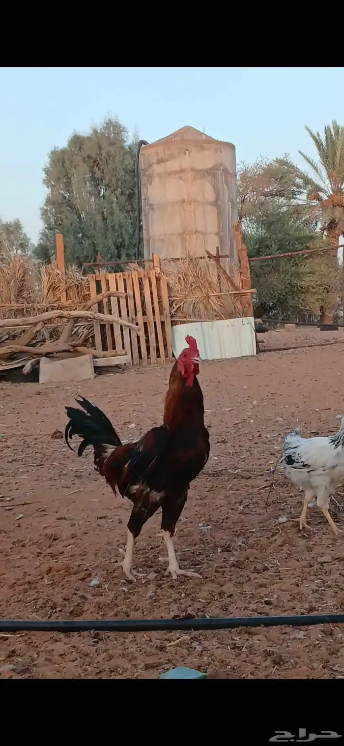 ديك بكستاني على السوم الموقع اسبطر 0