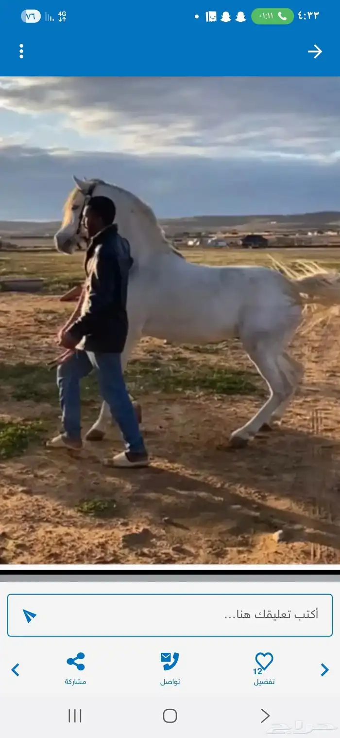 خيل شعبي 3