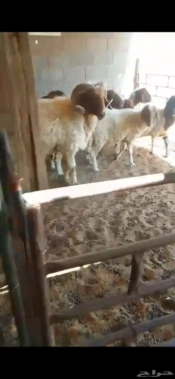 غنم نعيم. مضاريع العدد 7 والفحل ال 8 0