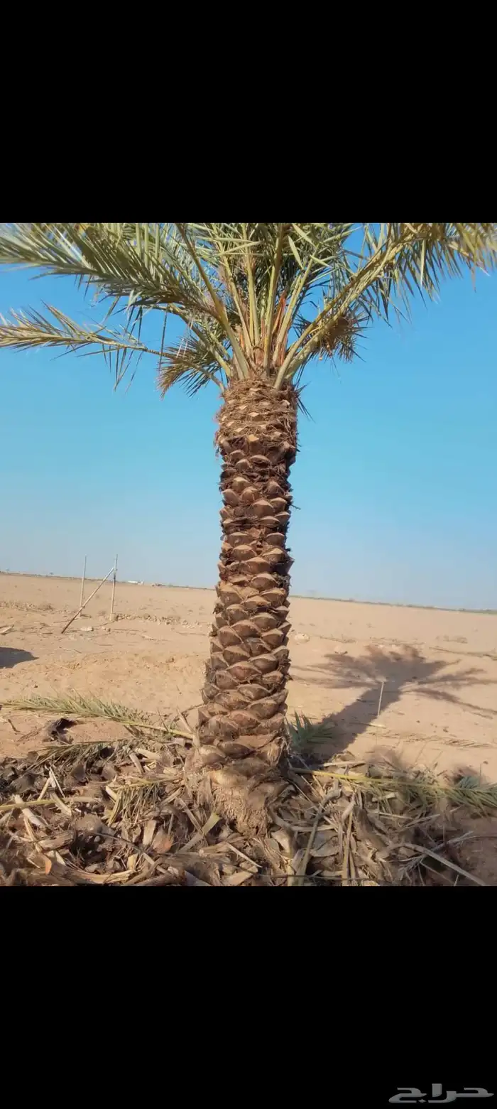 تنسيق استراحات بالثيل والاشجار والنخل 0