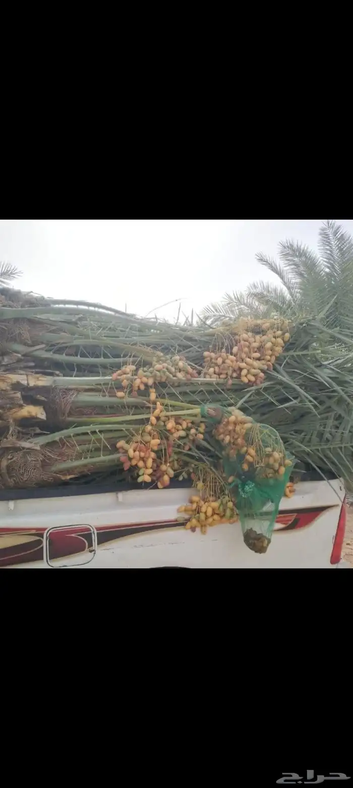 تنسيق استراحات بالثيل والاشجار والنخل 5