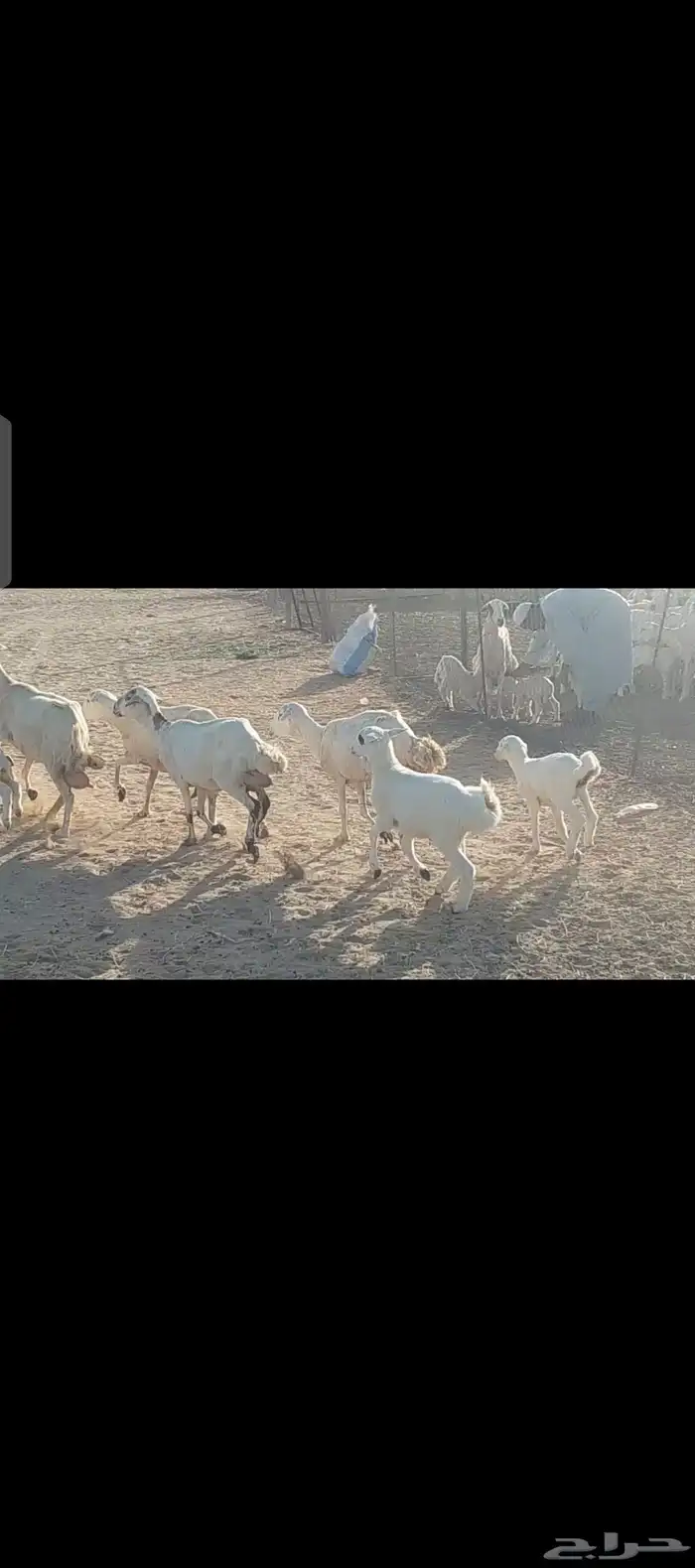 غنم رفيدية طيبة 5