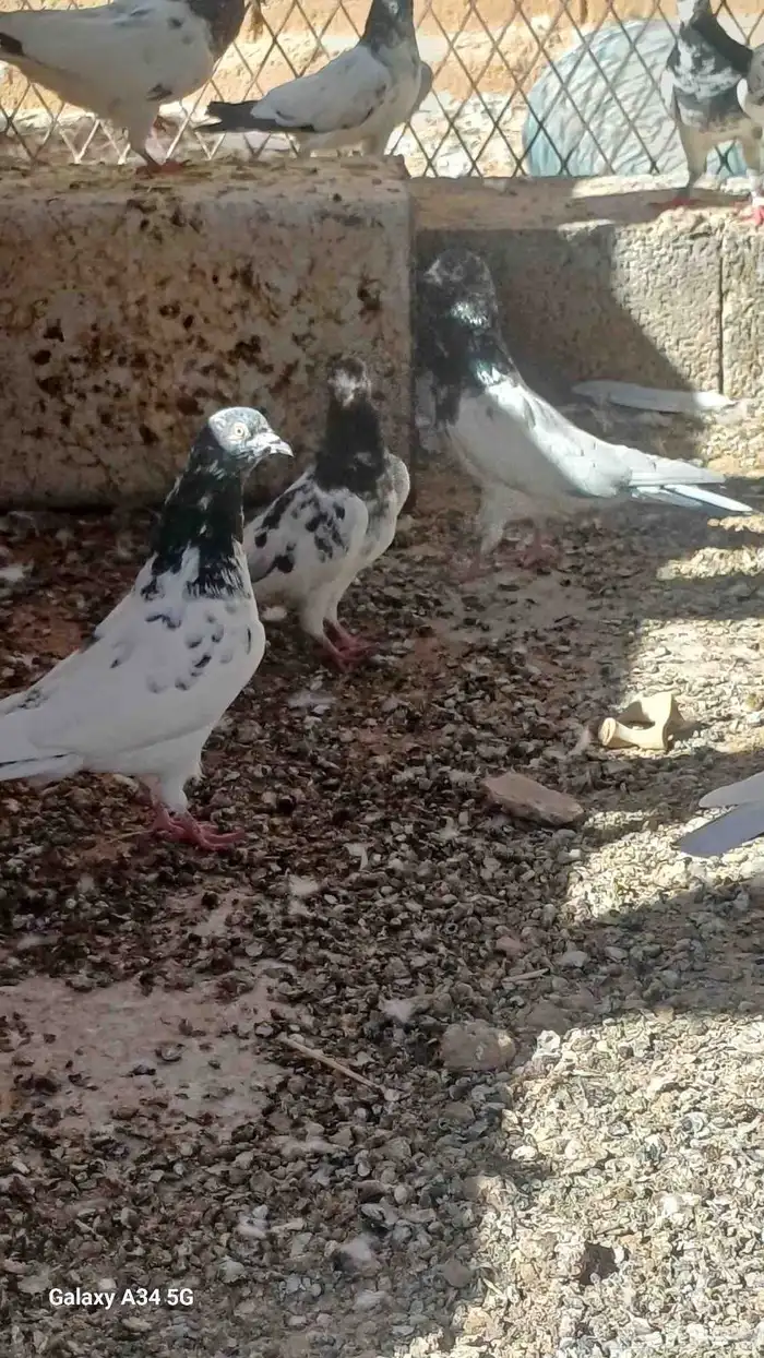حمام باكستاني 2