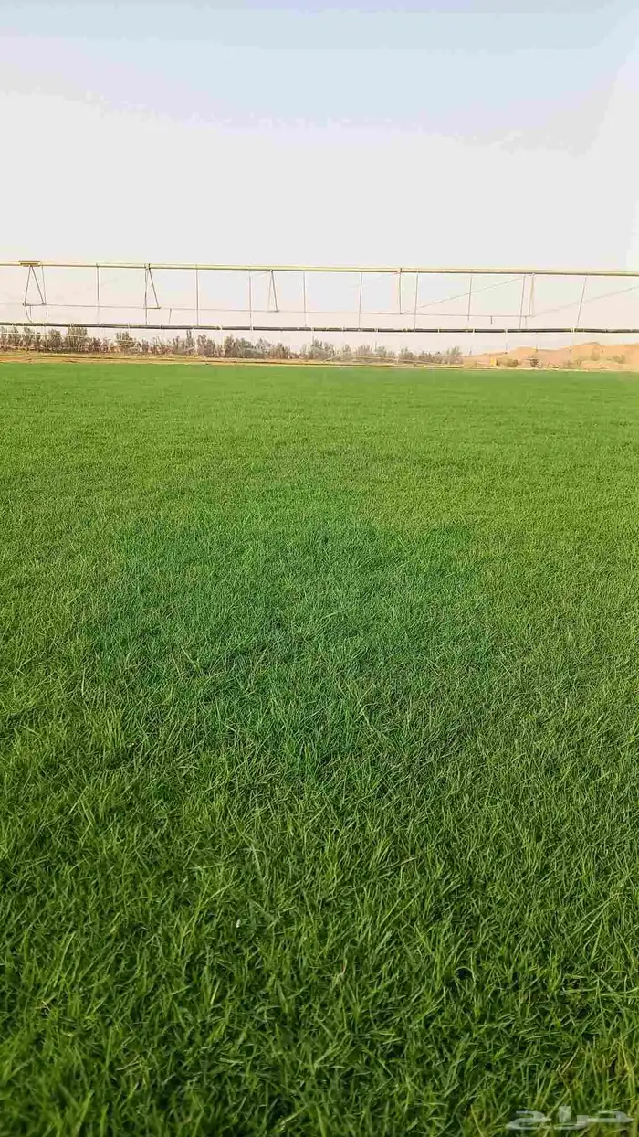 ثيل سي 2000فرنسي درجا اوله صافي 3