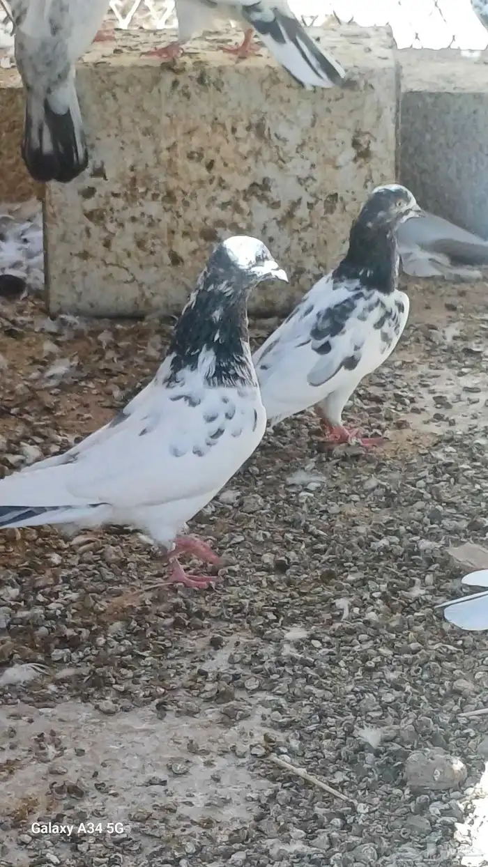 حمام باكستاني 0