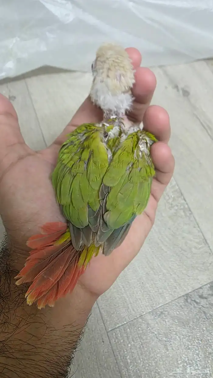 فرخ كنيور 3