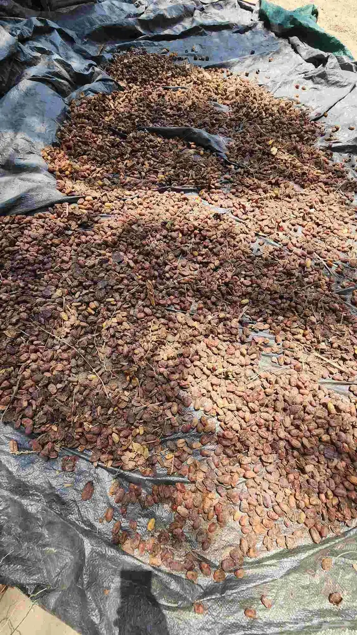 تمر ورطب علف للمواشي على السوم 0