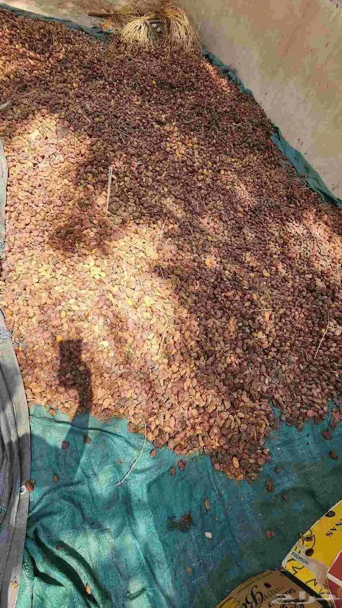 تمر ورطب علف للمواشي على السوم 1