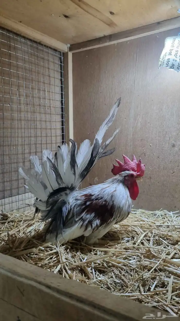 ديوك جبنيز قزم للبيع 5