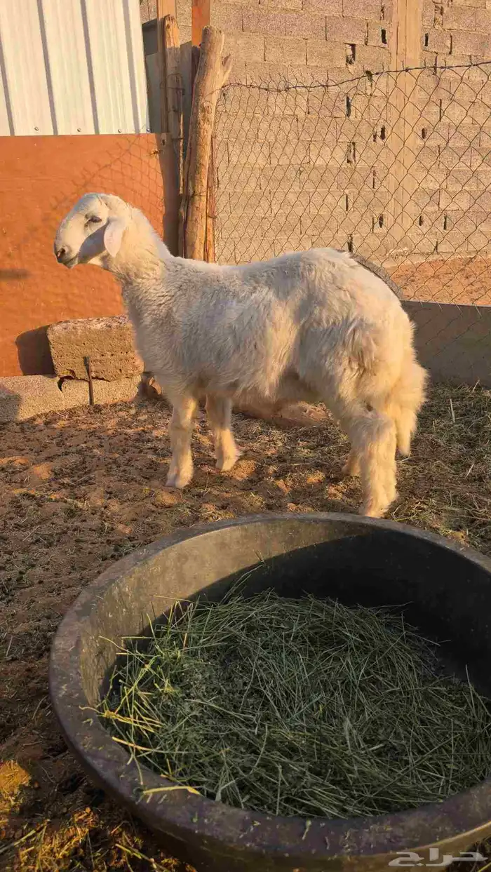للبيع خروف حري له 5 شهور او تنقص 5 أيام 2