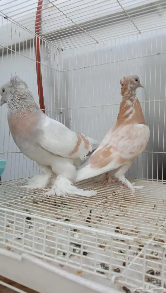 حمام تركي ليموني جوز منتج 1