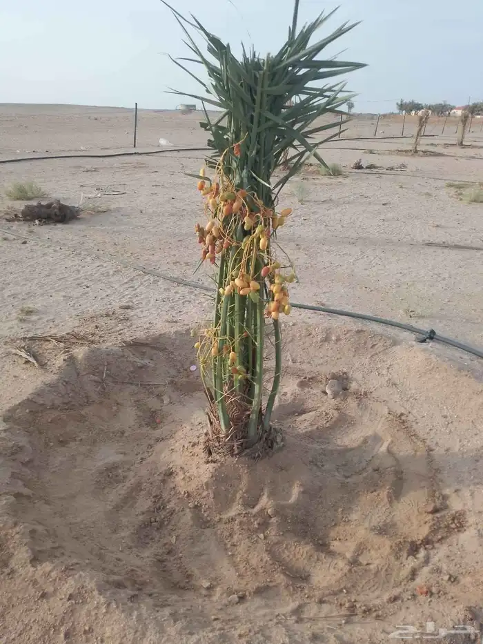مشاءالله تبارك الله نخل طيب مثمر وزينه 6
