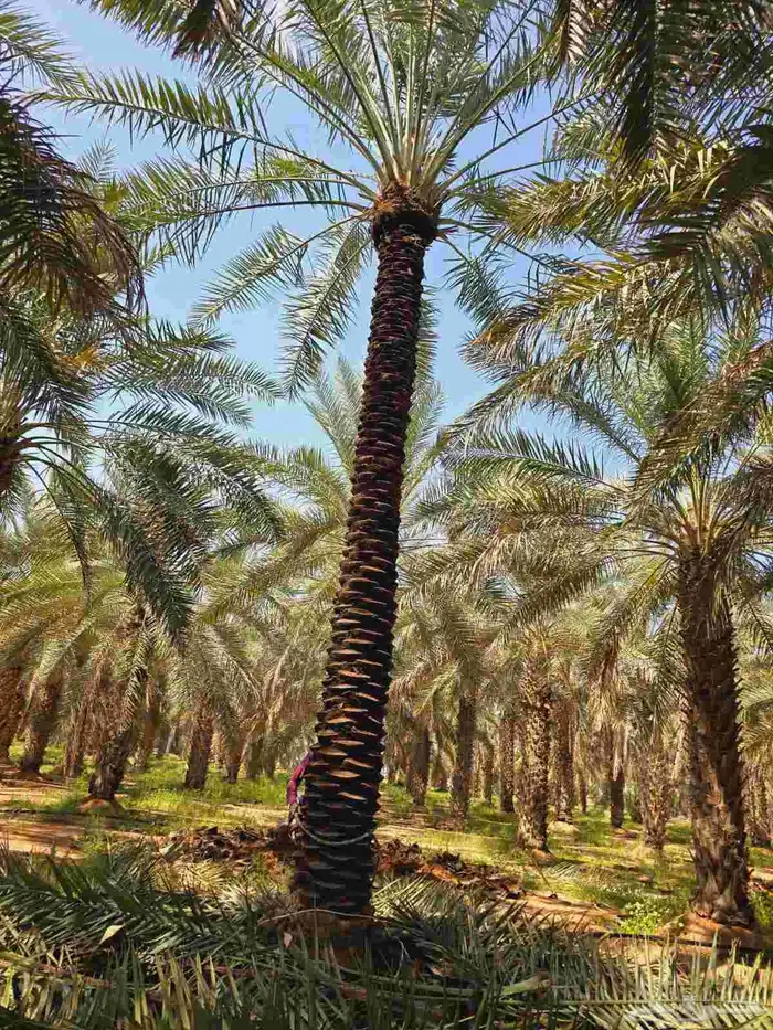 يوجد لدينا نخيل عربي مثمر جميع الأنواع كما نوصل للجميع انحا 0