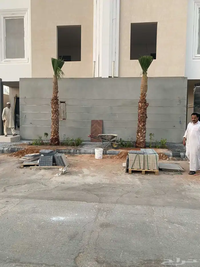 نخل واشنطن للبيع 3