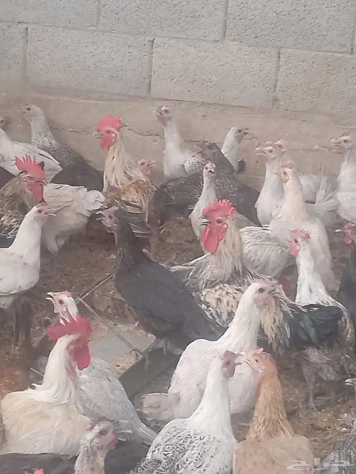دجاج بلدي بياض 4