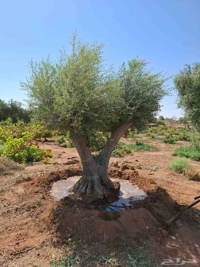 انخيل وزيتون 3