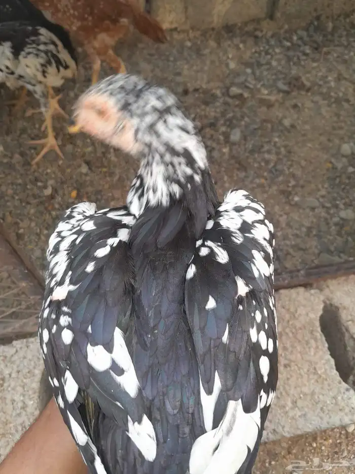 فروخ سندي 1