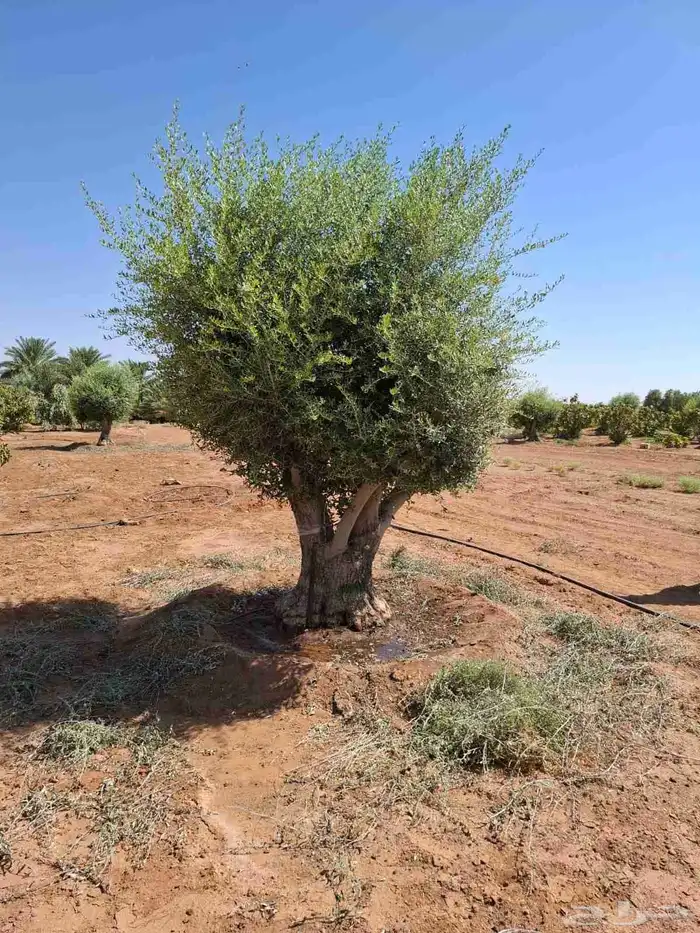 انخيل وزيتون 1