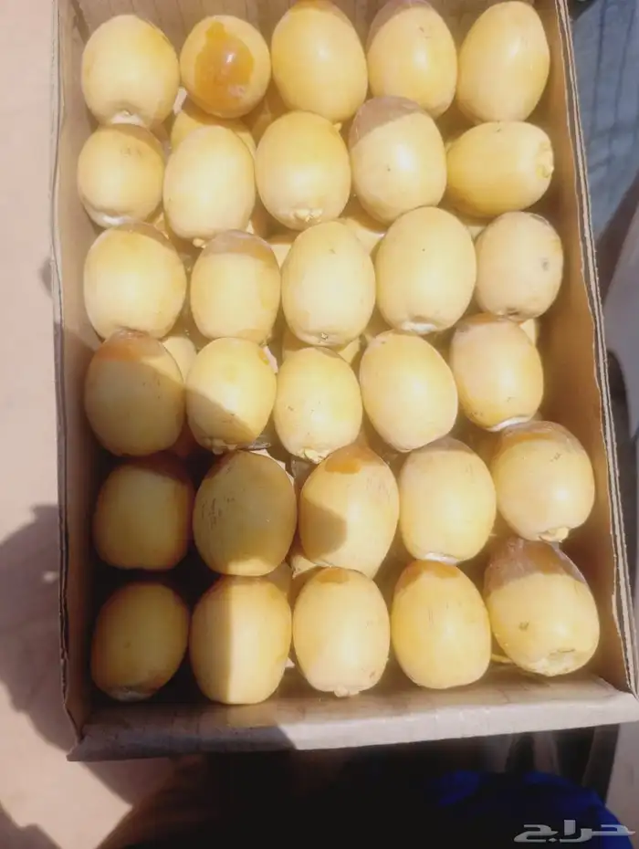 رطب هلالي للبيع 7