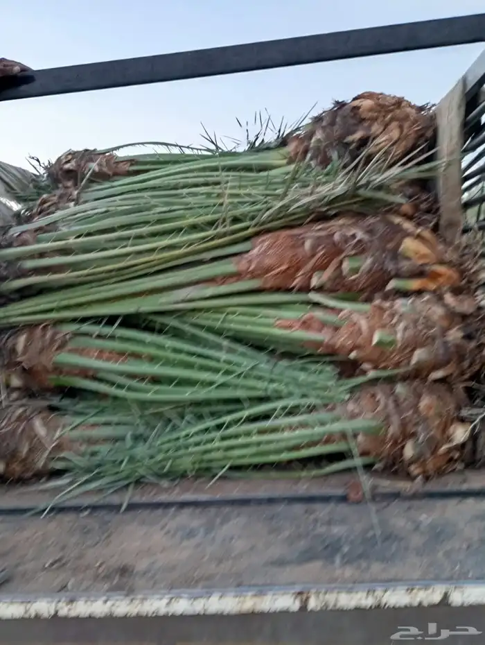 توريد وغرس جميع أنواع النخيل 0