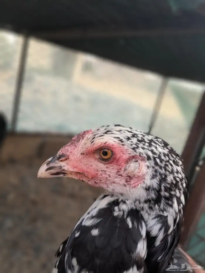 فروخ سندي 3