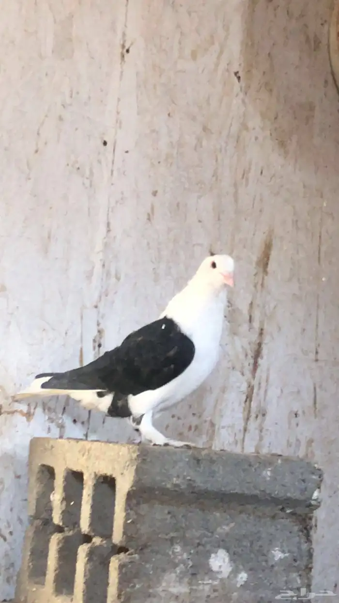 حمام شرازي للبيع علا السوم انثى وذكر واحد زاجل 0