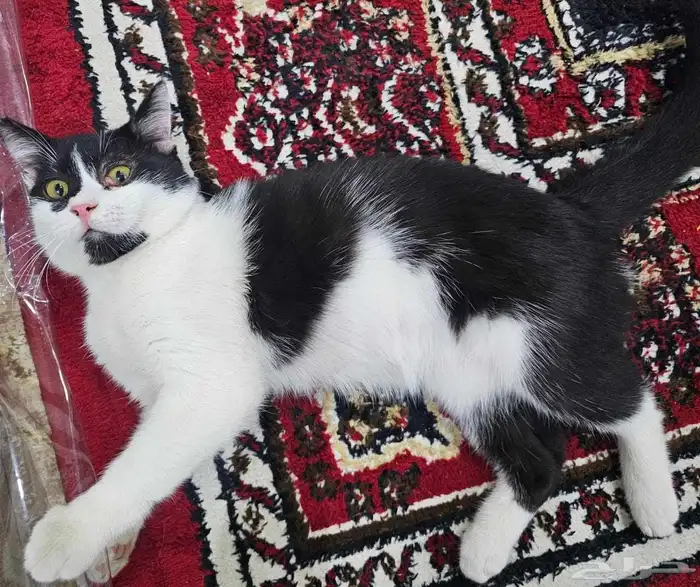 قطط للتبني 2