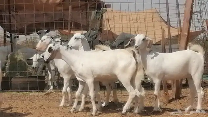 جفار بيشيات طيبة جفرات بيشية كحل وبيض 0