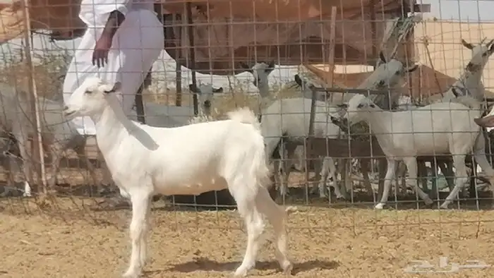 جفار بيشيات طيبة جفرات بيشية كحل وبيض 4