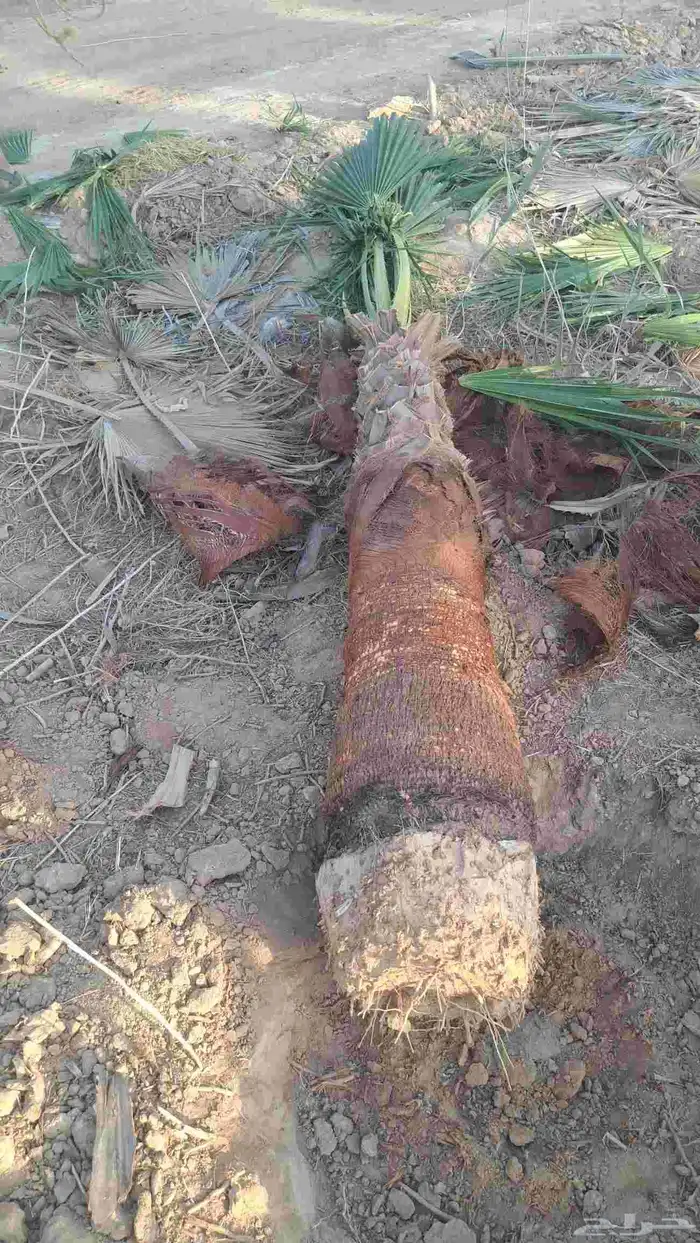 نخل واشنطن للبيع 2