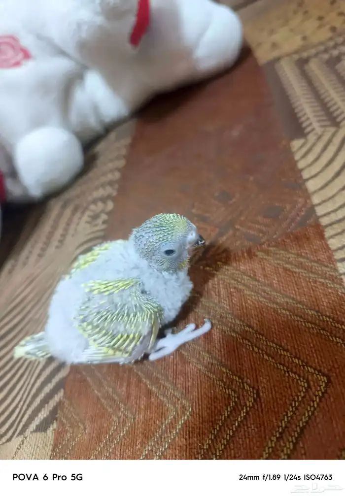 فرخ بادجي غر للبيع 3