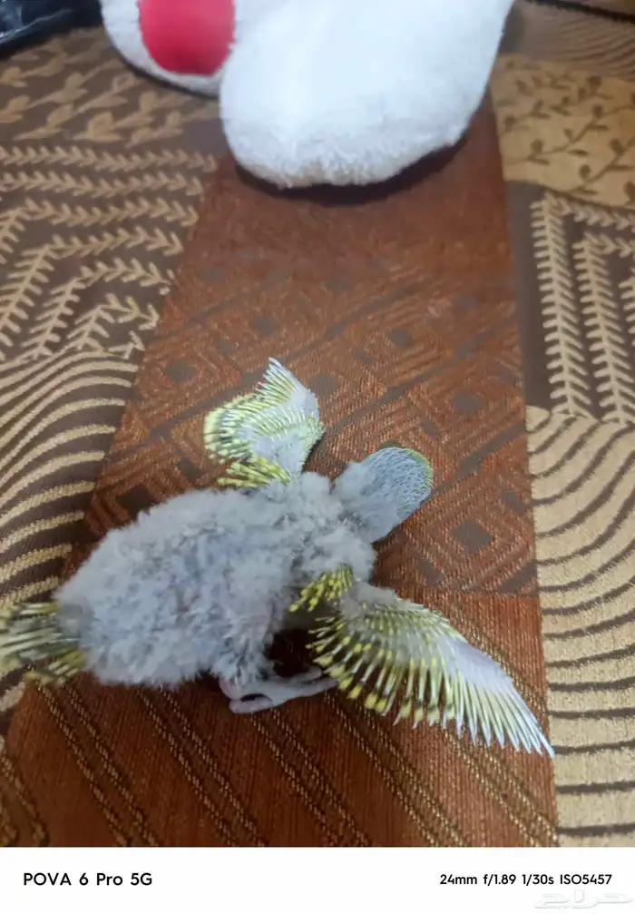 فرخ بادجي غر للبيع 2