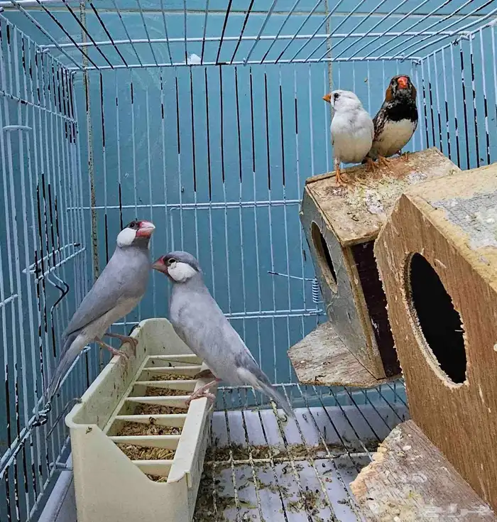 جاوا سيلفر و زيبرا بلاك بريست 0